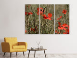 Leinwandbild 3-teilig Der Klatschmohn in der Natur