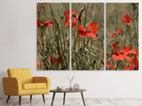 Leinwandbild 3-teilig Der Klatschmohn in der Natur