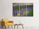 Leinwandbild 3-teilig Mohn im Lavendel