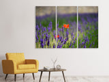 Leinwandbild 3-teilig Mohn im Lavendel