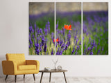 Leinwandbild 3-teilig Mohn im Lavendel
