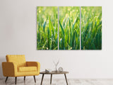 Leinwandbild 3-teilig Gras mit Morgentau XL