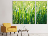 Leinwandbild 3-teilig Gras mit Morgentau XL