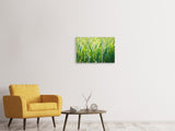 Leinwandbild 3-teilig Gras mit Morgentau XL