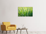 Leinwandbild 3-teilig Gras mit Morgentau XL