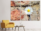 Leinwandbild 3-teilig Blume in der Wand