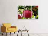 Leinwandbild 3-teilig Apfel in XXL
