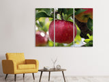 Leinwandbild 3-teilig Apfel in XXL