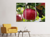 Leinwandbild 3-teilig Apfel in XXL
