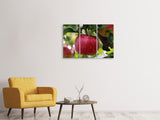 Leinwandbild 3-teilig Apfel in XXL