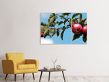 Leinwandbild 3-teilig Apfel am Baum