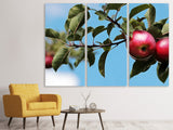 Leinwandbild 3-teilig Apfel am Baum
