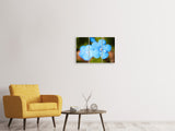 Leinwandbild 3-teilig Blaue Blume mit Morgentau