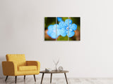 Leinwandbild 3-teilig Blaue Blume mit Morgentau
