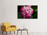 Leinwandbild 3-teilig Tulpe mit Morgentau in XL