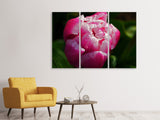Leinwandbild 3-teilig Tulpe mit Morgentau in XL