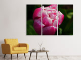 Leinwandbild 3-teilig Tulpe mit Morgentau in XL