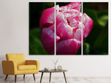 Leinwandbild 3-teilig Tulpe mit Morgentau in XL