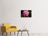 Leinwandbild 3-teilig Tulpe mit Morgentau in XL