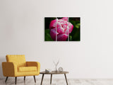 Leinwandbild 3-teilig Tulpe mit Morgentau in XL