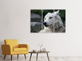Leinwandbild 3-teilig Der einsame Wolf