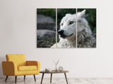 Leinwandbild 3-teilig Der einsame Wolf