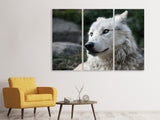 Leinwandbild 3-teilig Der einsame Wolf