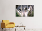 Leinwandbild 3-teilig Der Wolfs Blick