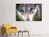 Leinwandbild 3-teilig Der Wolfs Blick