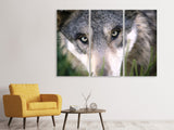 Leinwandbild 3-teilig Der Wolfs Blick