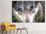 Leinwandbild 3-teilig Der Wolfs Blick