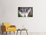 Leinwandbild 3-teilig Der Wolfs Blick