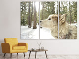 Leinwandbild 3-teilig Der Alaskan Malamute