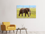 Leinwandbild 3-teilig Prächtiger Elefant