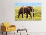 Leinwandbild 3-teilig Prächtiger Elefant