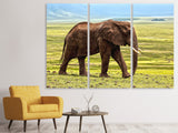 Leinwandbild 3-teilig Prächtiger Elefant