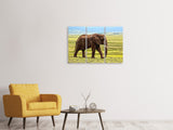 Leinwandbild 3-teilig Prächtiger Elefant