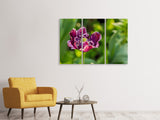 Leinwandbild 3-teilig Dunkle Tulpe in der Natur