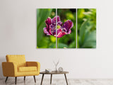 Leinwandbild 3-teilig Dunkle Tulpe in der Natur