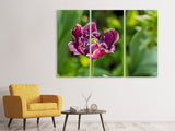 Leinwandbild 3-teilig Dunkle Tulpe in der Natur