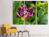 Leinwandbild 3-teilig Dunkle Tulpe in der Natur