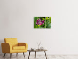 Leinwandbild 3-teilig Dunkle Tulpe in der Natur