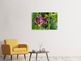 Leinwandbild 3-teilig Dunkle Tulpe in der Natur