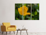 Leinwandbild 3-teilig Gelbe Tulpe XL