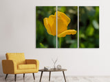 Leinwandbild 3-teilig Gelbe Tulpe XL