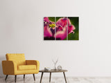 Leinwandbild 3-teilig Makro Tulpe in rot