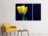 Leinwandbild 3-teilig Leuchtende Tulpe