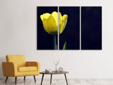 Leinwandbild 3-teilig Leuchtende Tulpe