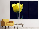 Leinwandbild 3-teilig Leuchtende Tulpe