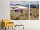 Leinwandbild 3-teilig Lila Krokus